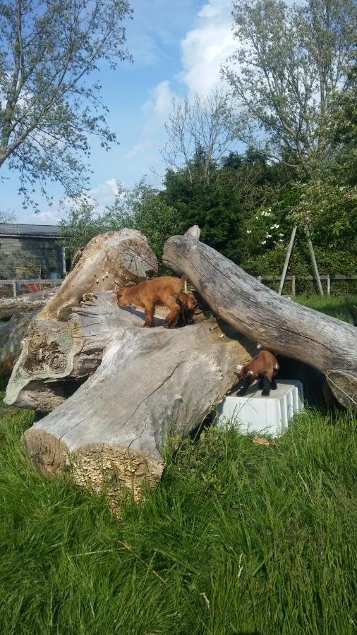 Boerenskuur De Bedstee Groen Assendelft ภายนอก รูปภาพ